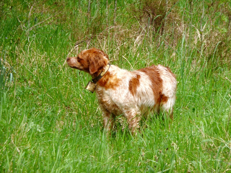 Anis de la croix de l'hermite