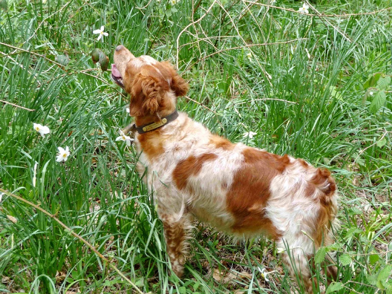 Anis de la croix de l'hermite